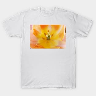 Tulipa  'Apricot Beauty'  AGM    Single Early Group Tulip T-Shirt